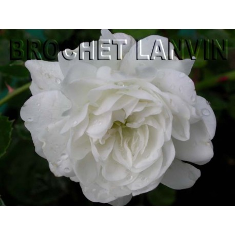 Rosa 'Snow Carpet' - Rosaceae - Rosier