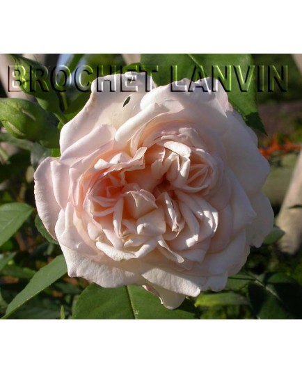 Rosa 'Sombreuil' - Rosaceae - Rosier