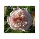 Rosa 'Sombreuil' - Rosaceae - Rosier