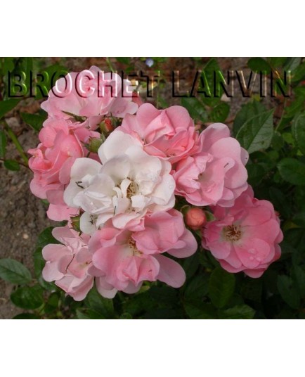 Rosa 'Souvenir d'Adolphe Turc' - Rosaceae - Rosier