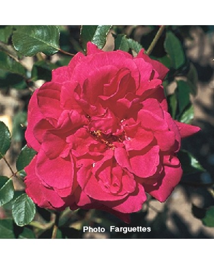 Rosa 'Souvenir de Claudius Denoyel' - Rosaceae - Rosier