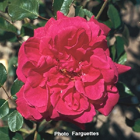 Rosa 'Souvenir de Claudius Denoyel' - Rosaceae - Rosier