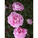 Rosa 'Souvenir de Fernand Leroy' - Rosaceae - Rosier