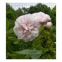 Rosa 'Souvenir de la Malmaison' - Rosaceae - Rosier