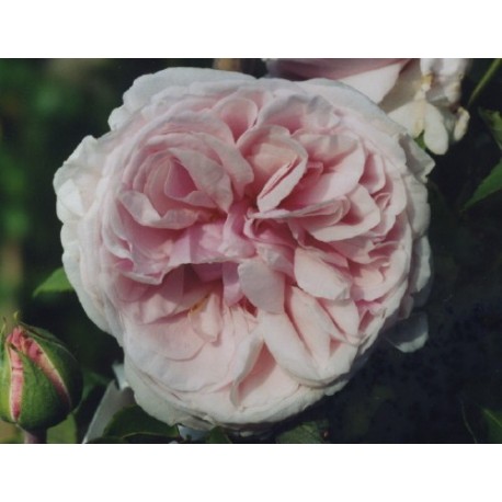Rosa 'Souvenir de la Malmaison grimpant' - Rosaceae - Rosier
