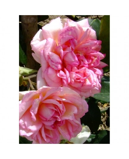 Rosa 'Souvenir de Mme Léonie Viennot' - Rosaceae - Rosa