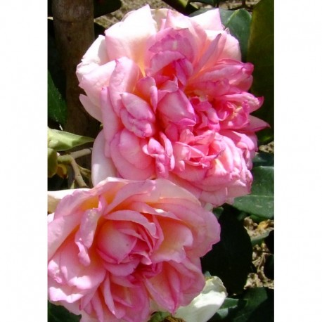 Rosa 'Souvenir de Mme Léonie Viennot' - Rosaceae - Rosa