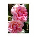 Rosa 'Souvenir de Mme Léonie Viennot' - Rosaceae - Rosa