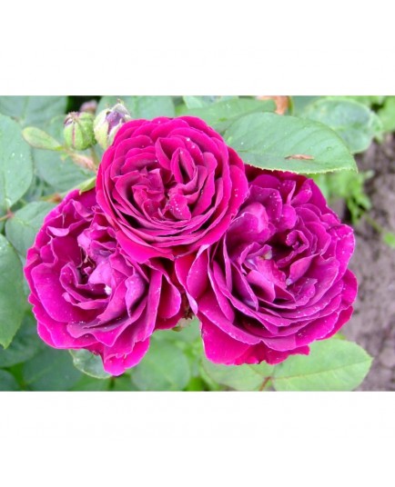 Rosa 'Souvenir du Docteur Jamain' - Rosaceae - Rosier