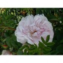 Rosa 'Stanwell Perpetual' - Rosaceae - Rosier