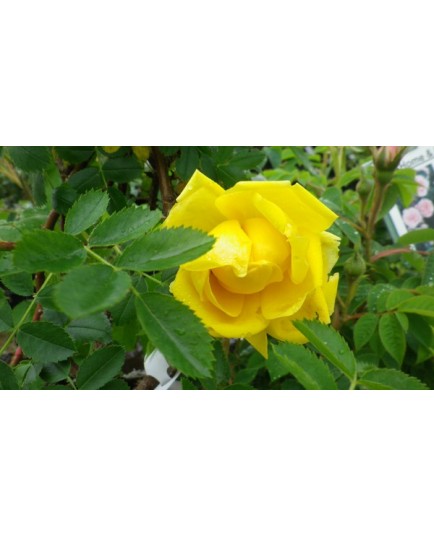 Rosa 'Star of Persia' - Rosaceae - Rosier arbuste