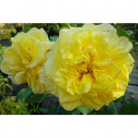 Rosa 'Sterntaler' - Rosaceae - Rosier