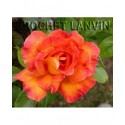 Rosa 'Sultane' - Rosaceae - Rosier