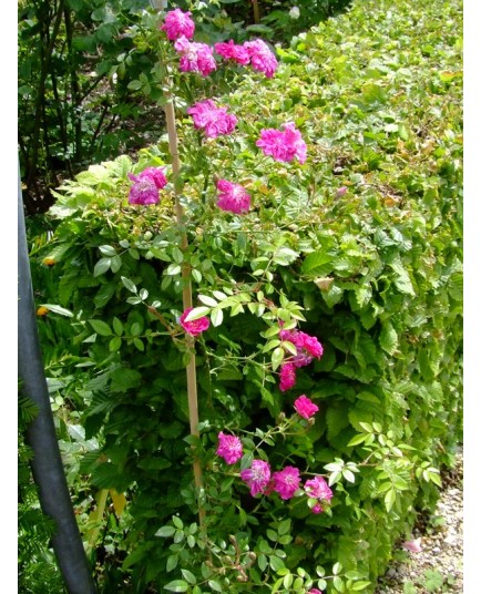 Rosa 'Suma' - Rosaceae - Rosier