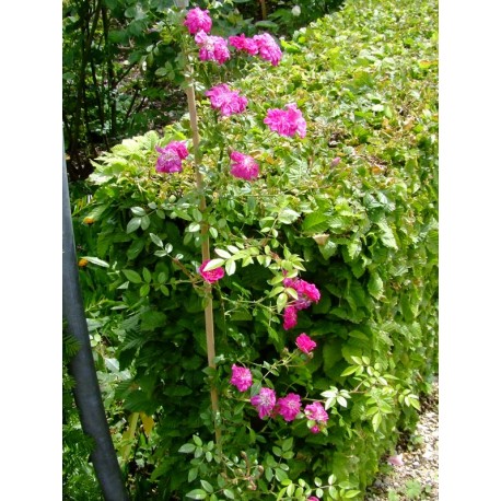 Rosa 'Suma' - Rosaceae - Rosier