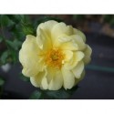 Rosa 'Sunny Rose' - Rosaceae - Rosier couvre-sol