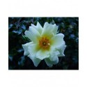 Rosa 'Sunny Rose' - Rosaceae - Rosier couvre-sol