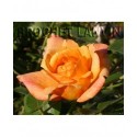 Rosa 'Sutters Gold' - Rosaceae - Rosier nain à bouquet