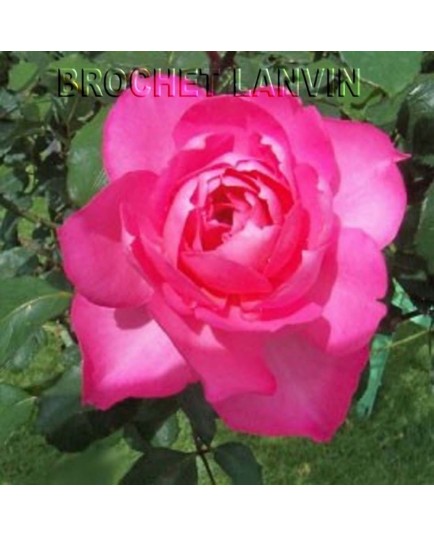 Rosa 'Sylvie Vartan' - Rosaceae - Rosier nain polyantha à fleurs groupées