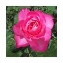Rosa 'Sylvie Vartan' - Rosaceae - Rosier nain polyantha à fleurs groupées