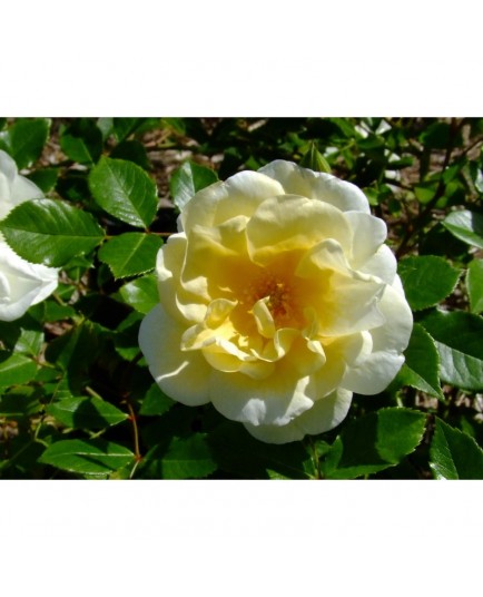 Rosa 'Tall Story' - Rosaceae - Rosier