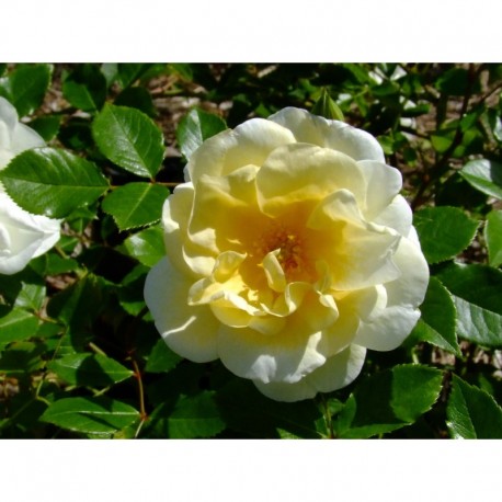 Rosa 'Tall Story' - Rosaceae - Rosier