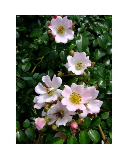 Rosa 'Tapis Volant (R)' - Rosaceae - Rosier couvre sol
