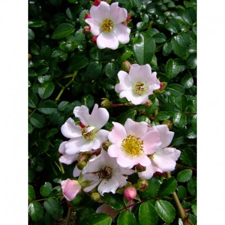 Rosa 'Tapis Volant (R)' - Rosaceae - Rosier couvre sol