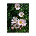 Rosa 'Tapis Volant (R)' - Rosaceae - Rosier couvre sol