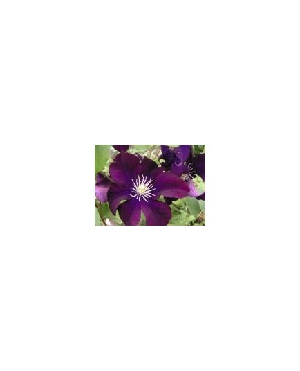 Clematis 'Warszawska Nike'