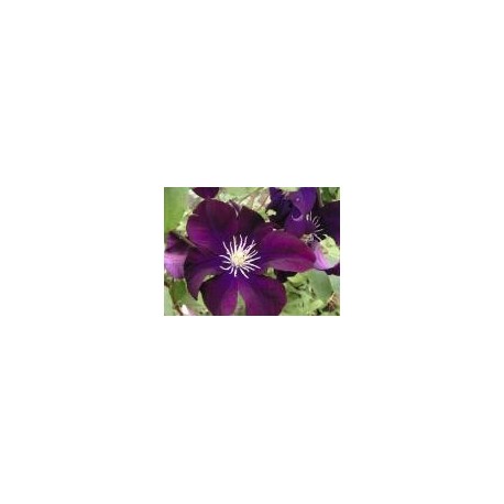 Clematis 'Warszawska Nike'