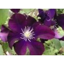 Clematis 'Warszawska Nike'