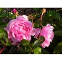 Rosa 'Tea Rambler' - Rosaceae - Rosier