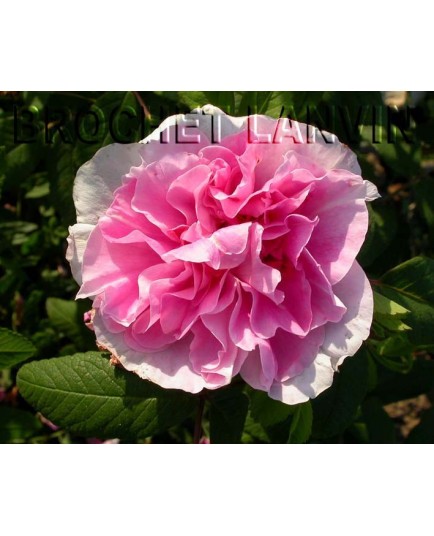 Rosa 'Thérèse Bugnet' - Rosaceae - Rosier