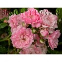 Rosa 'The Fairy' - Rosaceae - Rosier nain