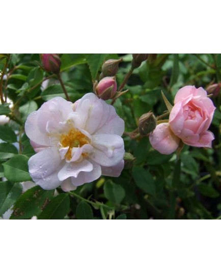 Rosa 'The Garland' - Rosaceae - Rosier