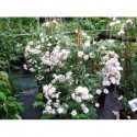 Rosa 'The Garland' - Rosaceae - Rosier