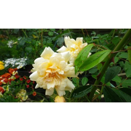 Rosa 'Thisbe' - Rosaceae - Rosier