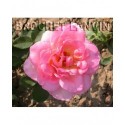 Rosa 'Tiffany' - Rosaceae - Rosier nain à bouquet