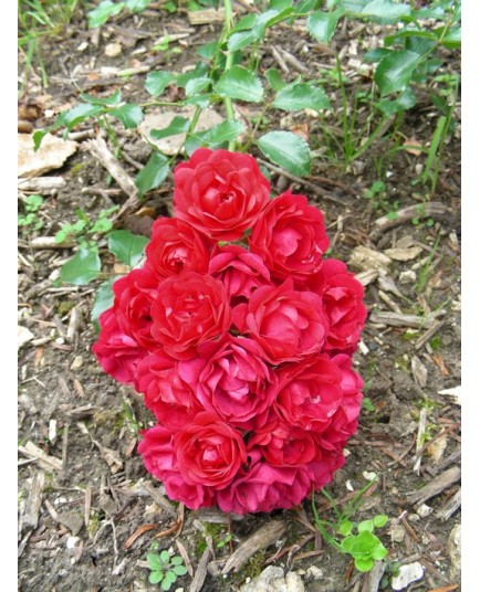 Rosa 'Toscana' - Rosaceae - Rosier couvre sol