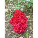 Rosa 'Toscana' - Rosaceae - Rosier couvre sol