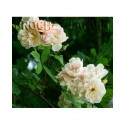 Rosa 'Treasure Trove' - Rosaceae - Rosier
