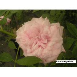 Rosa 'Triomphe de la Guillotière' - Rosaceae - Rosier grimpant