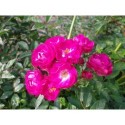 Rosa 'Triomphe Orléanais cl' - Rosaceae - Rosier