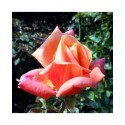 Rosa 'Troika' - Rosaceae - Rosier nain à bouquet