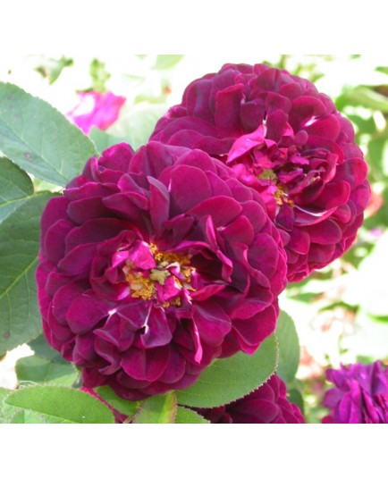 Rosa 'Tuscany Superb' - Rosaceae - Rosier