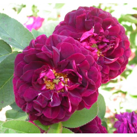 Rosa 'Tuscany Superb' - Rosaceae - Rosier