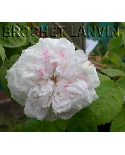 Rosa 'Unique Panachée' - Rosaceae - Rosier