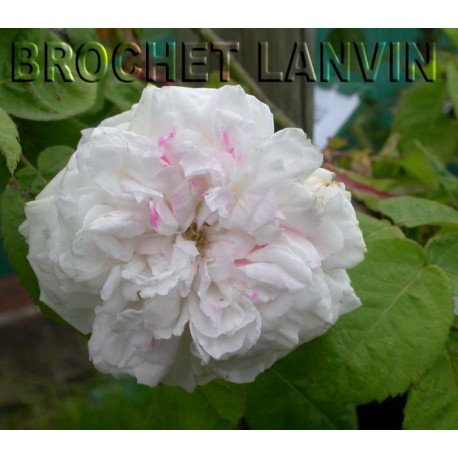 Rosa 'Unique Panachée' - Rosaceae - Rosier