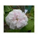 Rosa 'Unique Panachée' - Rosaceae - Rosier